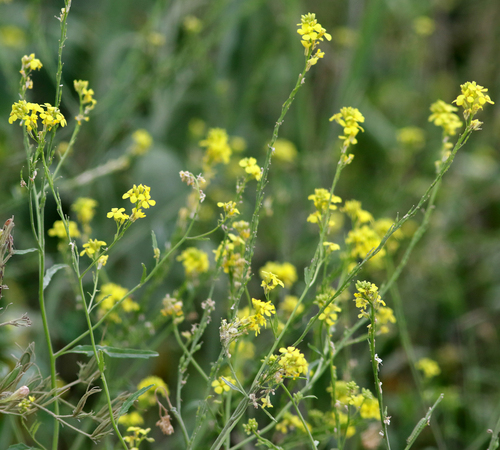 annual bastardcabbage (Rapistrum rugosum)
