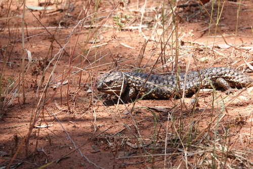 Eastern Shingleback