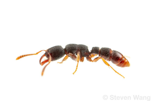 Gnamptogenys andersoniGnamptogenys andersoni