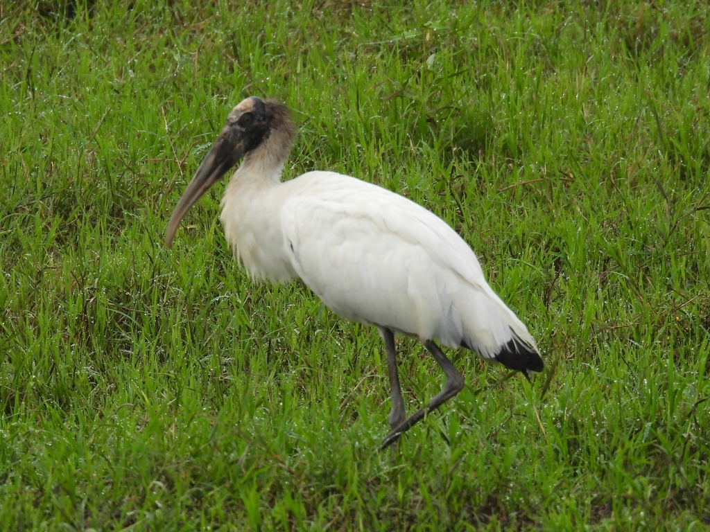 Stork Rica Wood Stork from XQ7C+6V2, Provincia de Alajuela, Guácima, Los Ángeles ...