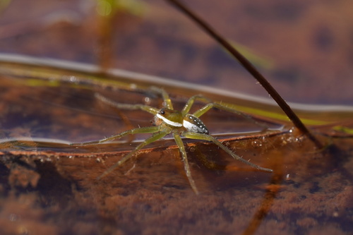 Dolomedes reuniascar