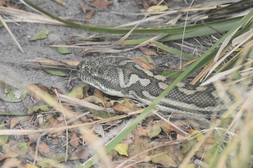 Coastal Carpet Python sighting