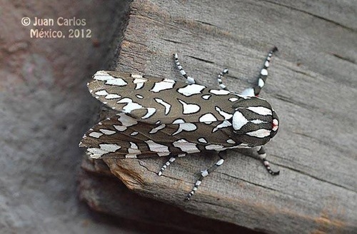 Arachnis dilecta