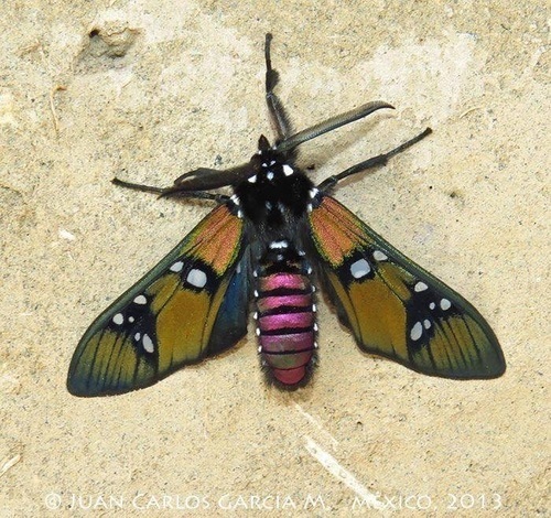 Princely Tiger Moth
