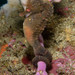 Observation photo
