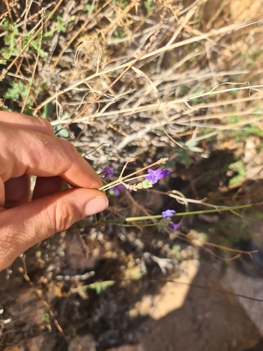 Cut-leaved lavender