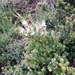 Epacris myrtifolia - Photo (c) Joe Atkinson, todos los derechos reservados, subido por Joe Atkinson