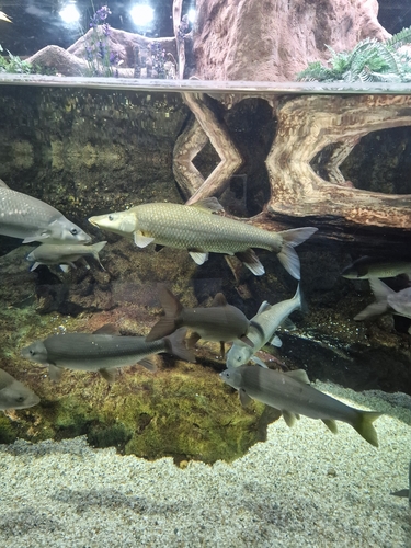 Iberian long-snout barbel