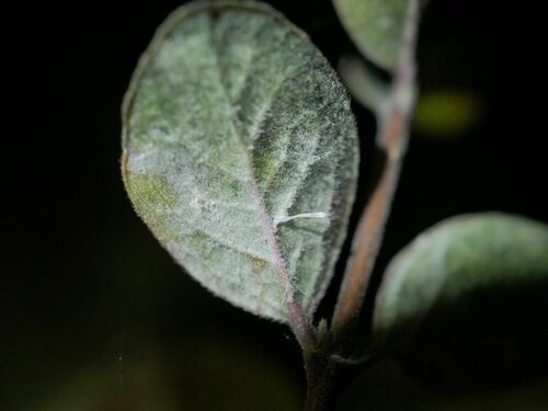 snowberry powdery mildew