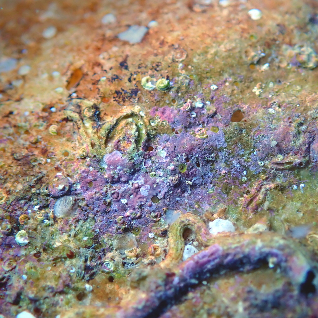 Encrusting Sponges