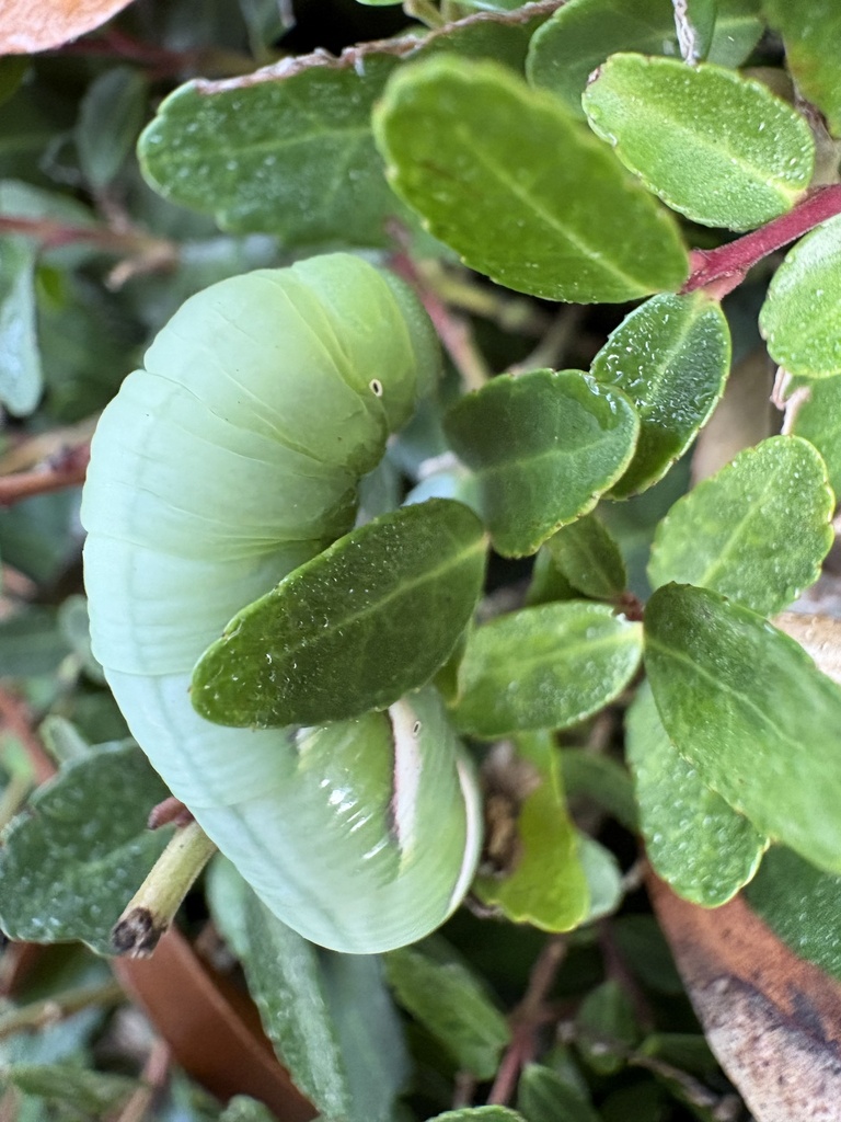 Pawpaw Sphinx from Samford University, Homewood, AL, US on November 8 ...