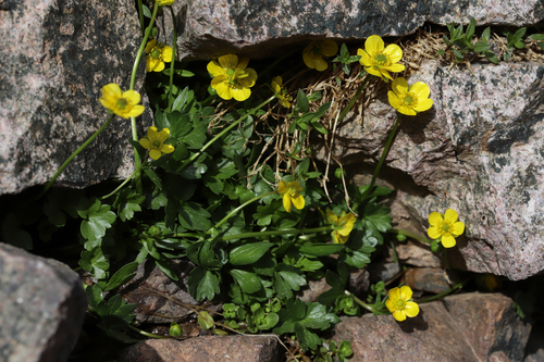 Marschlins' boterbloem (Ranunculus marschlinsii)