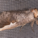 Red-humped Oakworm Moth - Photo (c) Mark Etheridge, all rights reserved