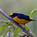 Euphonia violacea aurantiicollis - Photo (c) Vinícius Rodrigues de Souza, all rights reserved, uploaded by Vinícius Rodrigues de Souza