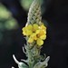 Great Mullein - Photo (c) Craig Evans, all rights reserved, uploaded by Craig Evans