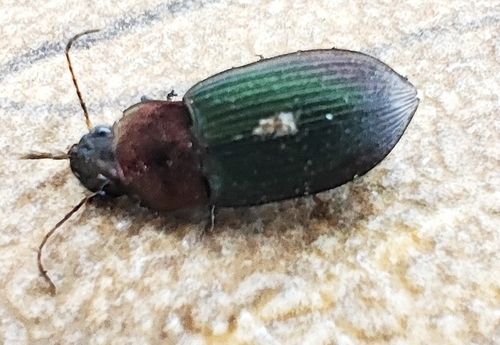 Neoaulacoryssus speciosus