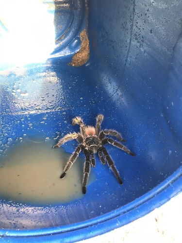 Brazilian Salmon Pink Tarantula