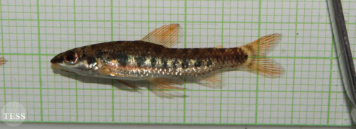 Hemigrammocharax lineostriatus