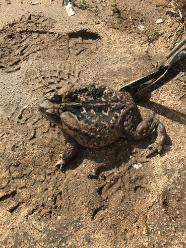 Cururu Toad