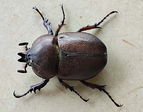 Minisiderus minicola