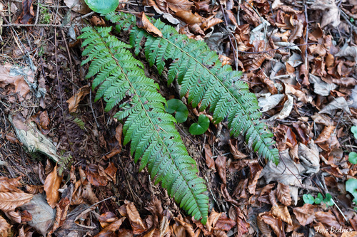 Polystichum aculeatum