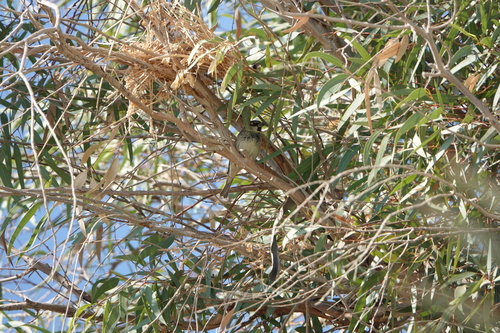 Spanish Sparrow