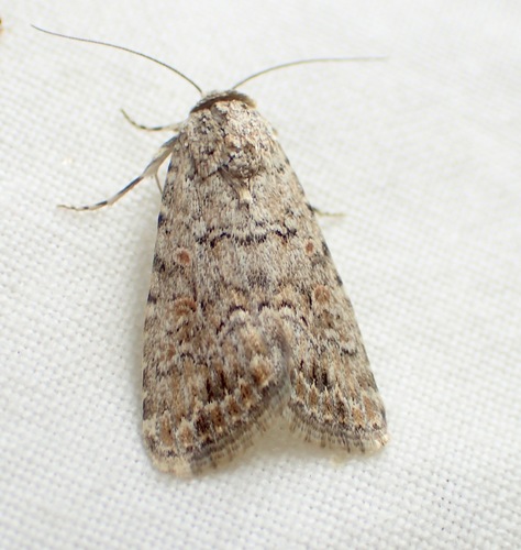 Beet Armyworm Moth