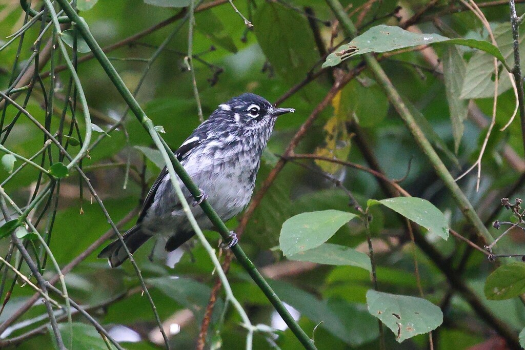 Elfin-woods Warbler (Setophaga angelae) photo