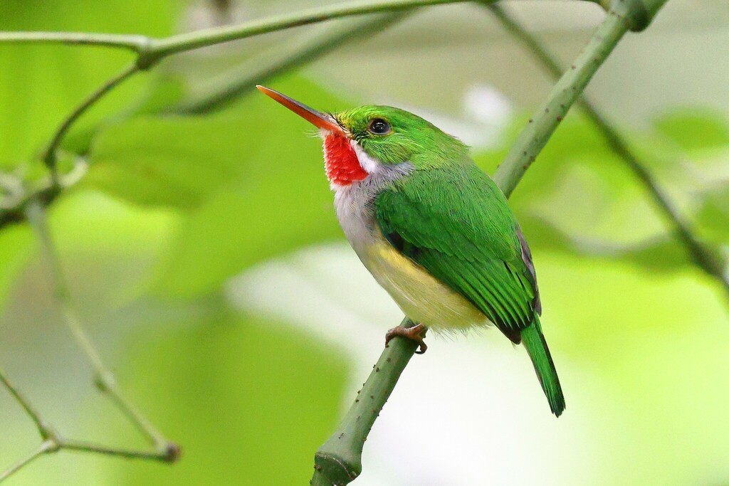 Puerto Rican Tody photo