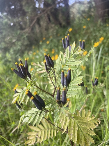 Tagetes foetidissima DC.