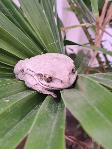 Mexican Treefrog
