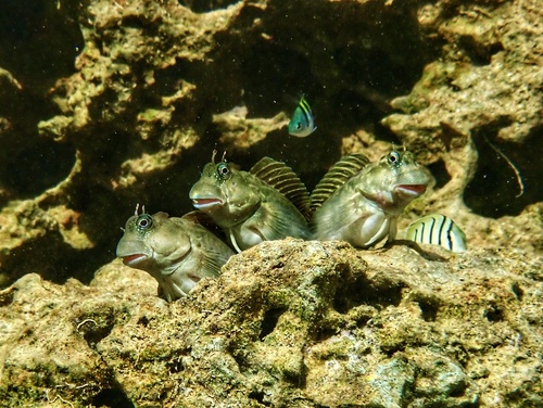 Zebra Blenny