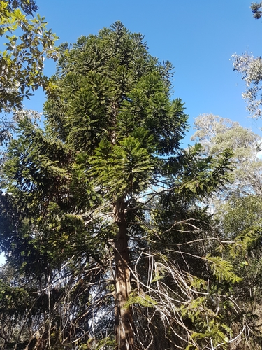 Bunya Pine