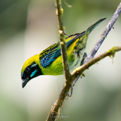 Blue-whiskered Tanager