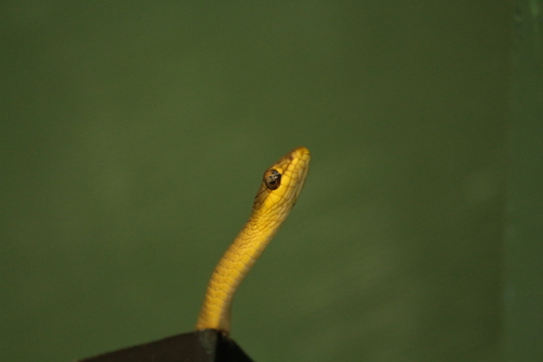 Common Tree Snake sighting