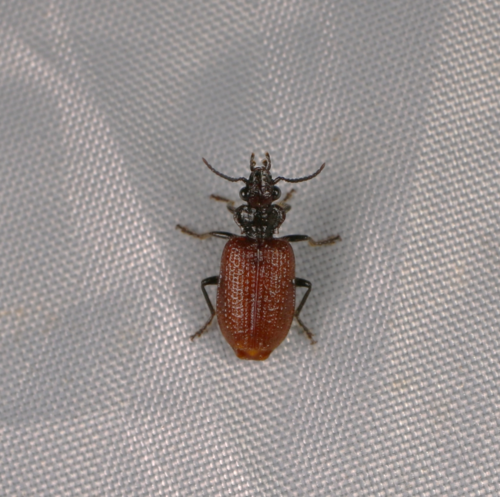 Lachnoderma asperum