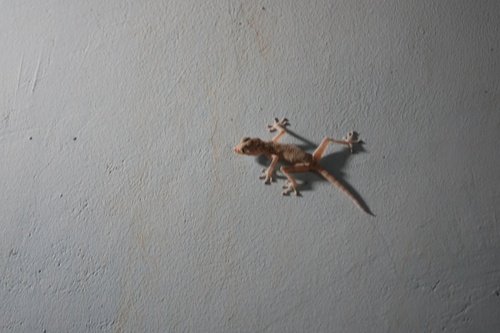 Yellow Fan-fingered Gecko