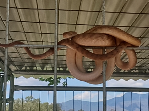 Brown Tree Snake sighting