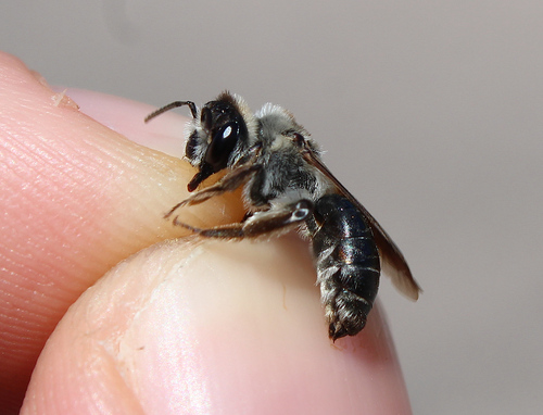 Andrena corax