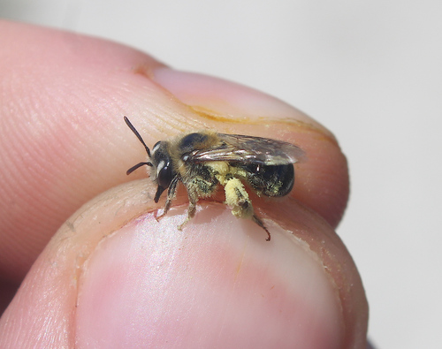 Andrena murana