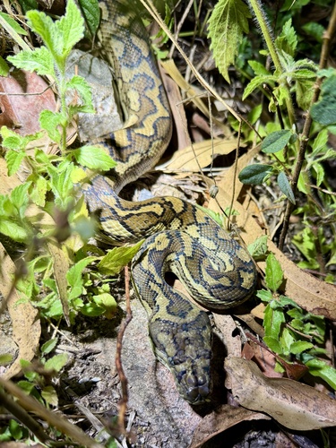 Coastal Carpet Python sighting