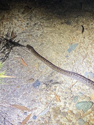 Spotted Python sighting