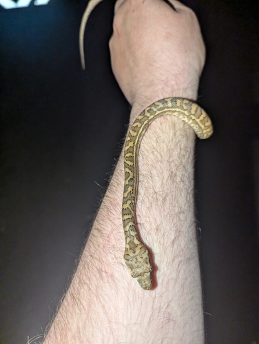 Coastal Carpet Python sighting