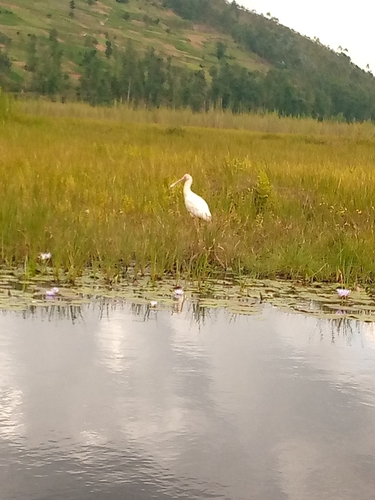 African Spoonbill