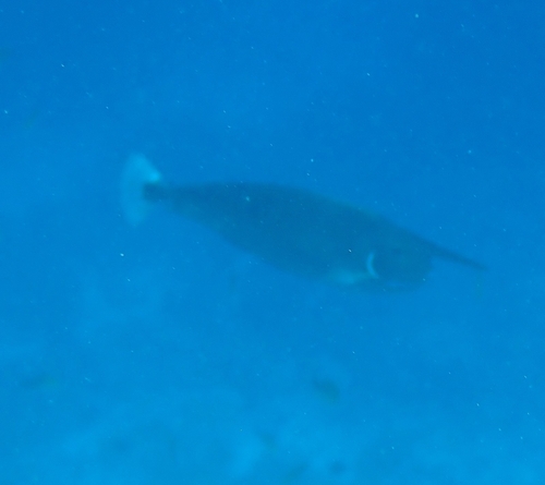 Paletail Unicornfish — seen at this dive site
