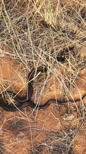 Mole Snake