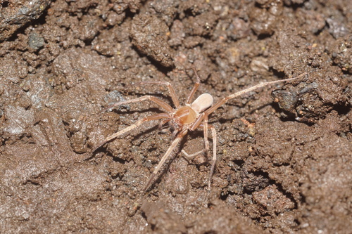 Trogloctenus briali
