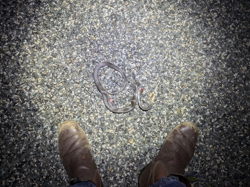 Eastern Brown Snake sighting