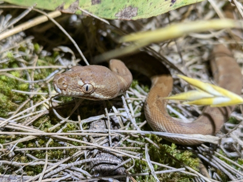 Coastal Carpet Python sighting