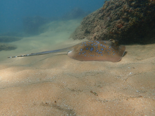 Indian Ocean Blue-spotted Maskray